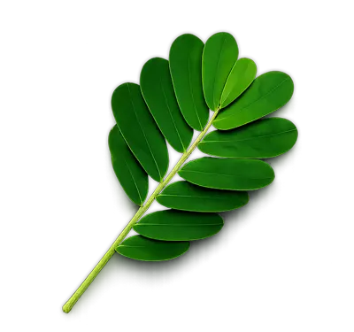 برگ درخت سبز چوبینه
